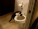 水洗トイレが気になるニャン、なネコがかわいらしい