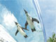 思わず「いいね！」：ペンギンが池袋の空を泳ぐ！　サンシャイン水族館の写真が素敵すぎる