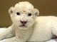 よちよち：ホワイトライオンの赤ちゃんが伊豆に初上陸　どうしてお前はそんなにかわいいんだ！