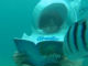 海底で読める「海底2万マイル」販売中