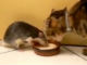 ネコとネズミが1つの皿で一緒にご飯