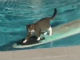 サーフボードに乗ったネコ、すいすいーっと犬から逃げる