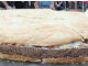 なんと1トン！　世界最大のハンバーガーがギネス世界記録