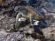 Googleストリートビューで珊瑚礁をダイビング　海中パノラマ写真追加