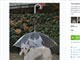 雨の日は愛犬にも傘を→だったら裏返せばええやん　“逆転”発想の「The-Dogbrella」