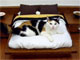 お猫様のベッドはここまで進化しました　お値段約12万円