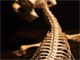 動物の骨格がインテリアに　「骨・骨・展」開催中