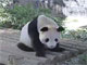 ネットでパンダが見放題！　上野動物園がパンダをライブ配信
