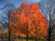 セントラルパークの美しい紅葉をタイムラプス動画でどうぞ