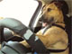 あの「運転できる犬」の新しい動画、YouTubeで公開　慣れた手つきでハンドルぐるぐる