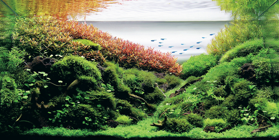 画像アリ 世界水草レイアウトコンテスト12 の受賞作品がどれも美しすぎてつらい ねとらぼ