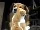 なんというリア獣……　こっちが恥ずかしくなるくらいラブラブな犬猫動画