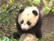 よちよち歩きがかわいいパンダの赤ちゃん　サンディエゴ動物園が公開
