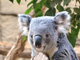 コアラを助けて！ 東山動物園がクラウドファンドでユーカリの栽培支援募る → 速攻で100万円達成
