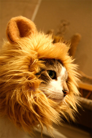 百獣の王に変身するニャ ネコがライオンみたいに見える帽子 ねとらぼ