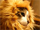 百獣の王に変身するニャ！　ネコがライオンみたいに見える帽子