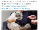 プーチン大統領から贈られたシベリア猫が秋田に到着　写真をTwitterで公開