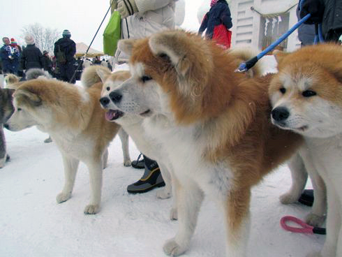雪とモフモフの祭典 湯沢の伝統行事 犬っこまつり でモフモフまみれになってきた ねとらぼ