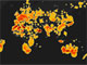 4300年間の隕石落下の場所が一覧できる世界地図