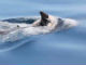 お葬式のよう——死んだ子イルカを背中に乗せて泳ぎ続ける母イルカの動画