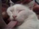 ネコの舌は意外に長いことが判明　寝ている間にこっそり引っ張ってみた動画