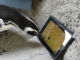 iPadに夢中になって遊ぶペンギンがかわいらしい