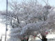 長野県で積雪　珍しい雪と桜の写真がTwitterに投稿される