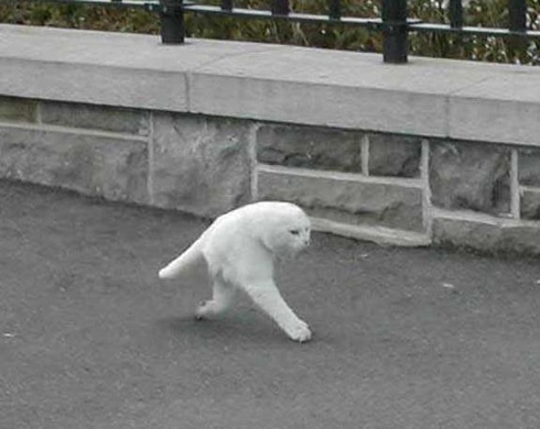 二足歩行猫