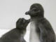 モフモフかわいい　すみだ水族館でペンギンの赤ちゃんを期間限定公開