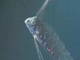 数々の伝説のモデルになった深海魚「リュウグウノツカイ」　貴重な遊泳映像が神々しい