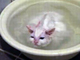 洗面器の湯船でのほほんとする風呂好きネコに和もうじゃないか