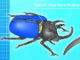 サンリオの昆虫キャラ「ビートロイド」が公式擬人化される