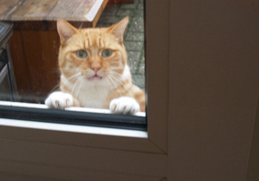 ドアを開けてほしいネコがあまりにも困った顔をしてると話題に ねとらぼ