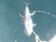 「クジラかと思った」　400キロ超の巨大マグロを釣り上げる動画がすごい