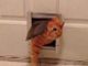 ジタバタ：太ましいネコ　ペット用ドアに詰まる