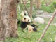 パンダさんこんにちわ　Googleストリートビューに中国のパンダ研究基地