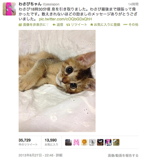 Twitterで愛された子猫のわさびちゃんが亡くなる ネットに悲しみの声 ねとらぼ
