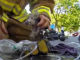 火事の現場で子ネコを発見　消防士が救出する映像が話題に