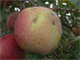 台風で傷ついたりんごを3割引で　オイシックス「台風りんご」販売