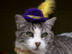 かわいすぎ！　ネコの頭にのっける帽子