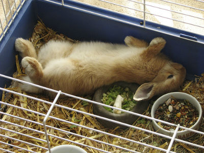 なるほど悶絶 仰向けで寝るウサギがかわいすぎると話題に ねとらぼ