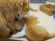 スヤァ……からの甘えんぼコンボが炸裂するマンチカン一家の子猫たち