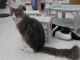 「猫に会いに行く」が支援になる　動物保護団体の猫カフェに行ってきた
