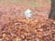 「ヒャッハー！　落ち葉だ！」　落ち葉の山でテンションMAXになってしまう犬