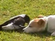 鳥さんと犬さんが仲良く芝生でゴロゴロ　頭をこすり付けあったりほほえましい