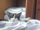 きさま！　見ているなッ！　ネコがベッドの向こうからそーっとのぞいてくる動画がおかしい