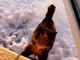 雪の積もった屋根からぴょん→ズルッ　なかなか窓から入れないネコ