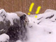 パンダが大雪にテンションMAX　ふかふか地面にダイブしてごろんごろん転がる