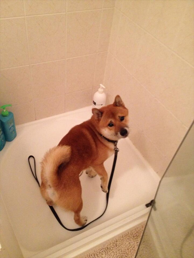 あっシャンプー お風呂が苦手な柴犬が見事な困り顔を見せてリツイートの嵐 ねとらぼ