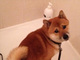 「あっシャンプー……」　お風呂が苦手な柴犬が見事な困り顔を見せてリツイートの嵐
